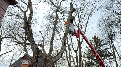 Tree Trimming