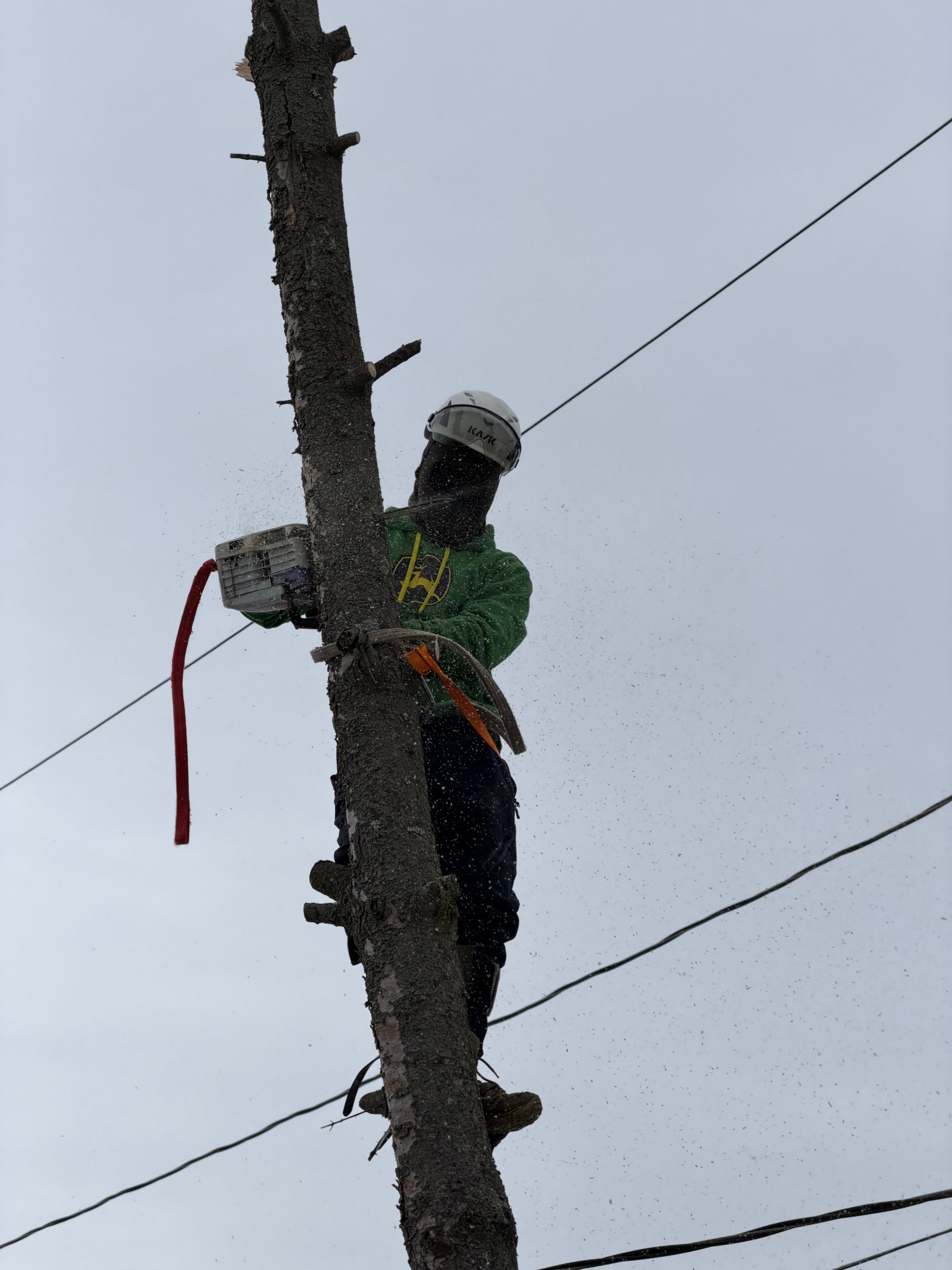 24-Hour Tree Service