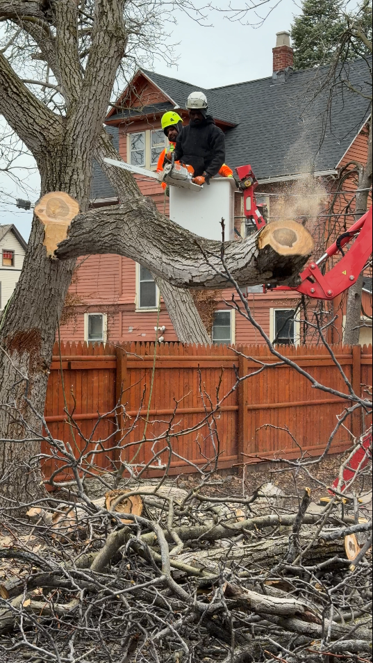 Hazardous Tree Removal