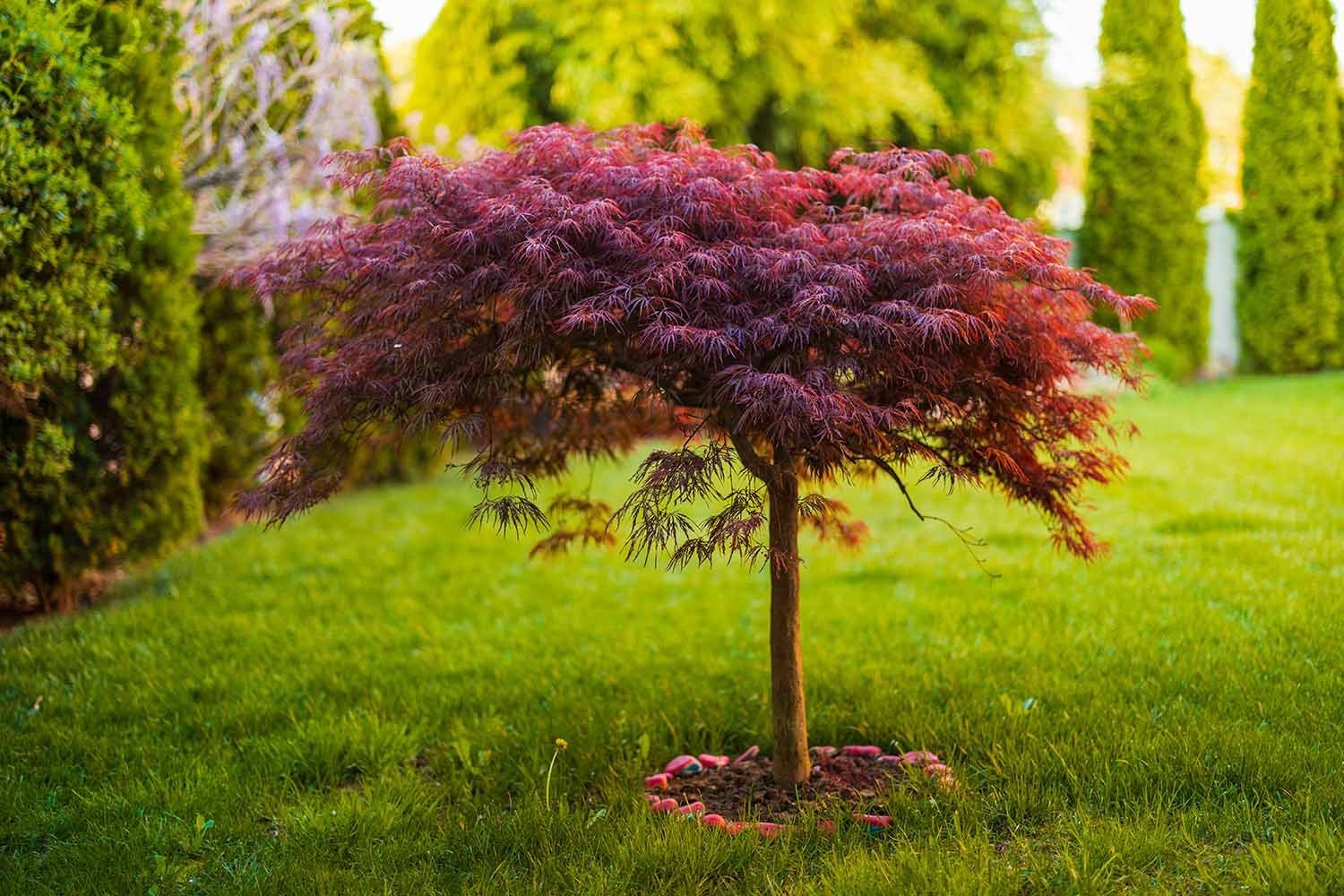 Ornamental Tree Care