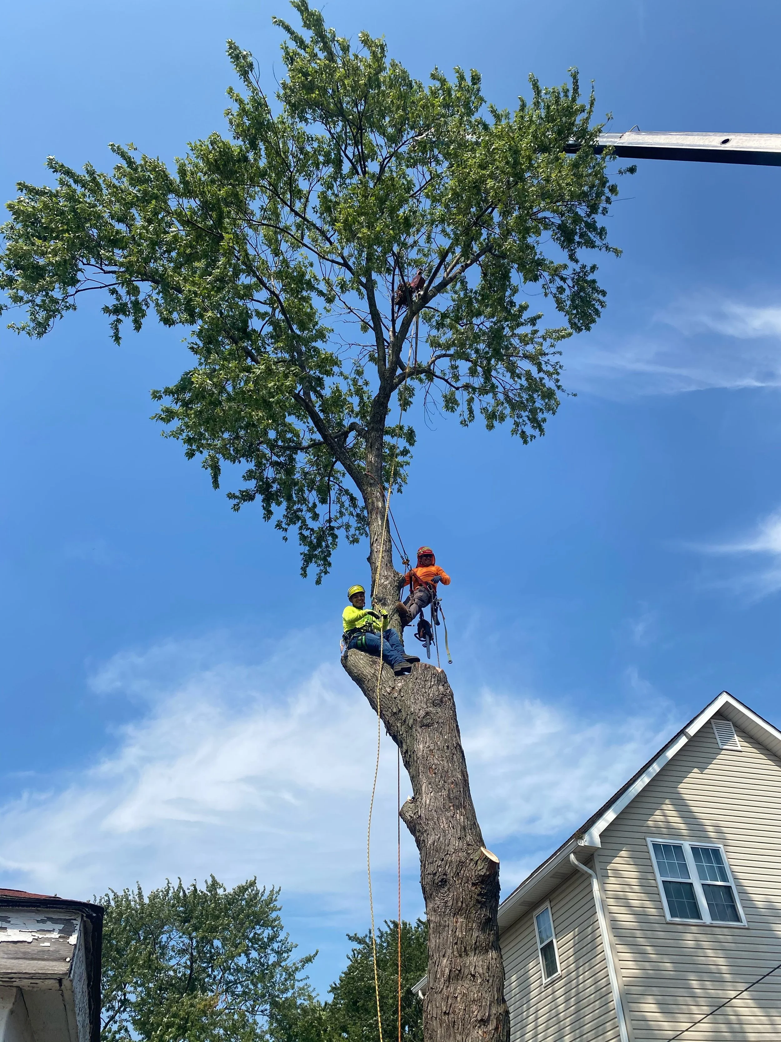 Residential Tree Service