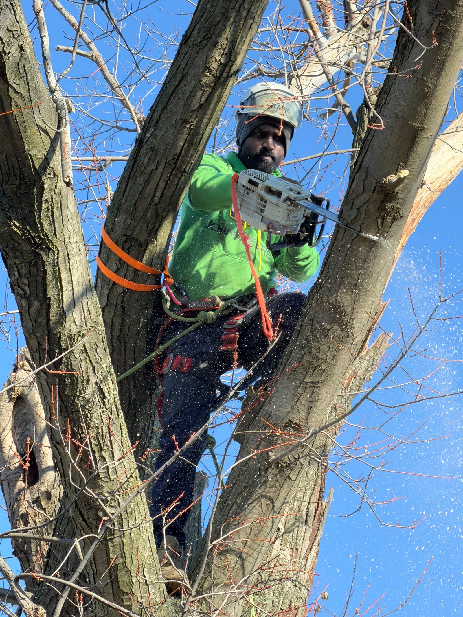 Tree Cutting