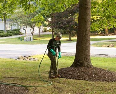 Tree Fertilization