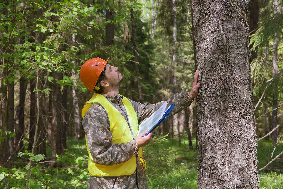 Tree Health Assessment