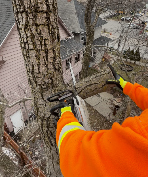 Tree Surgery