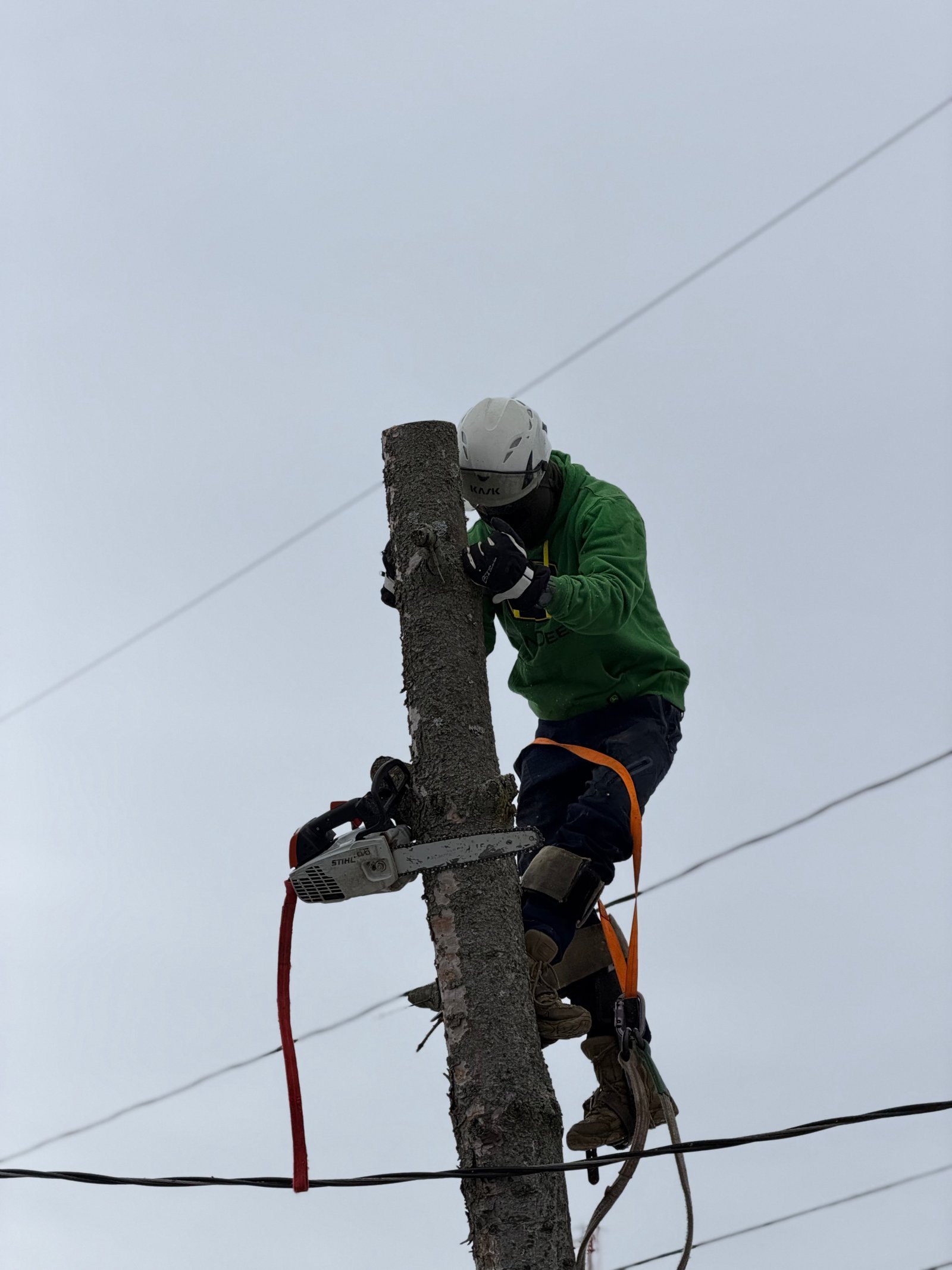 Urban Tree Management