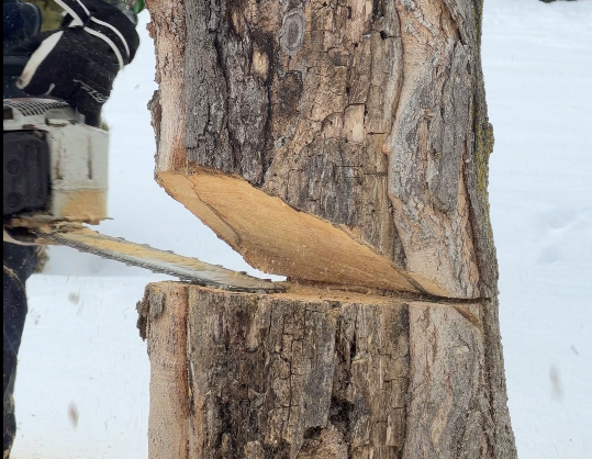 Step 4: The Back Cut