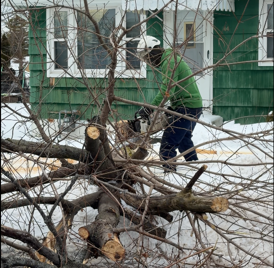 Step 6: Tree Felled