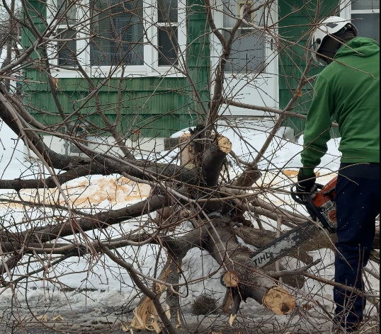 Step 7: Limbing Branches