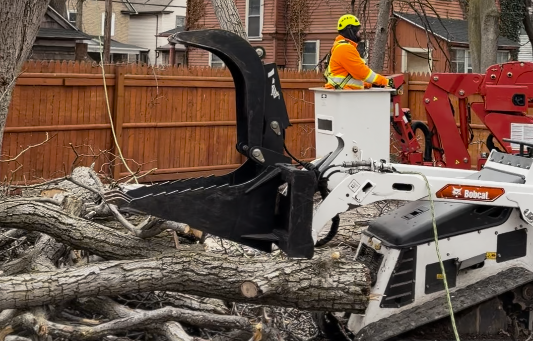 Tree Removal Cost