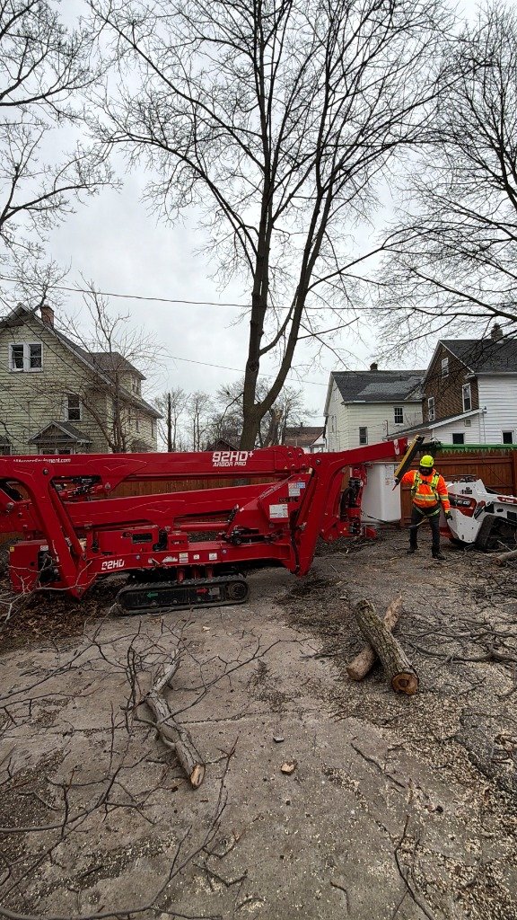 Chainsaw Tree Cutting