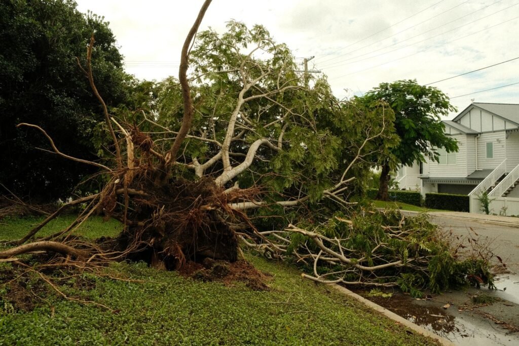 Fallen Tree Removal Cost in Rochester NY: What Homeowners Actually Pay
