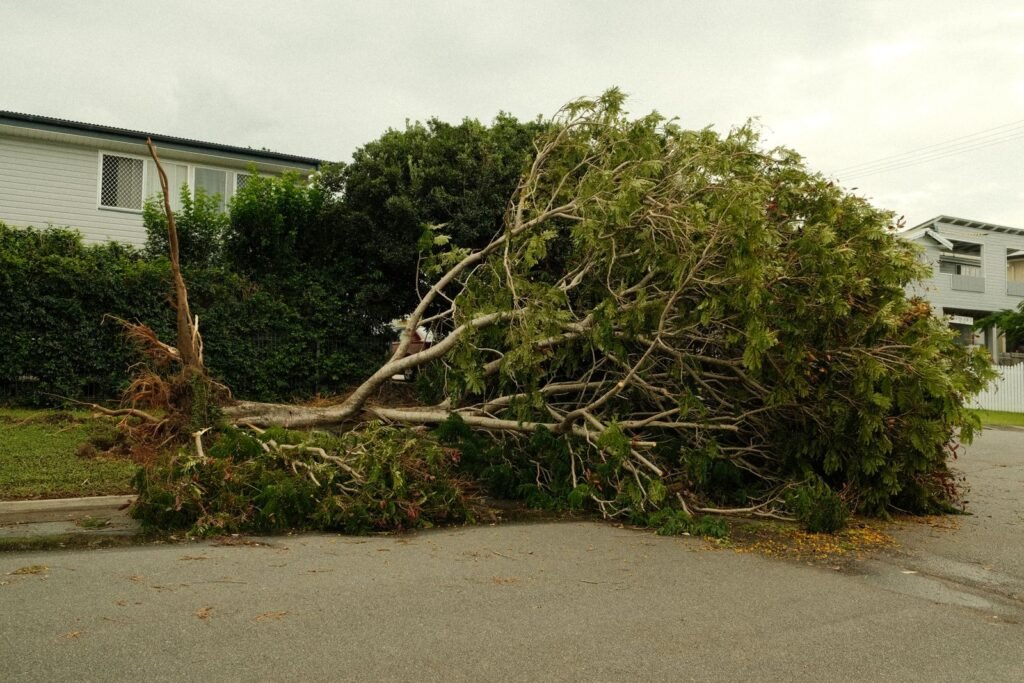 Who Pays When a Tree Falls on Your Neighbor’s Property