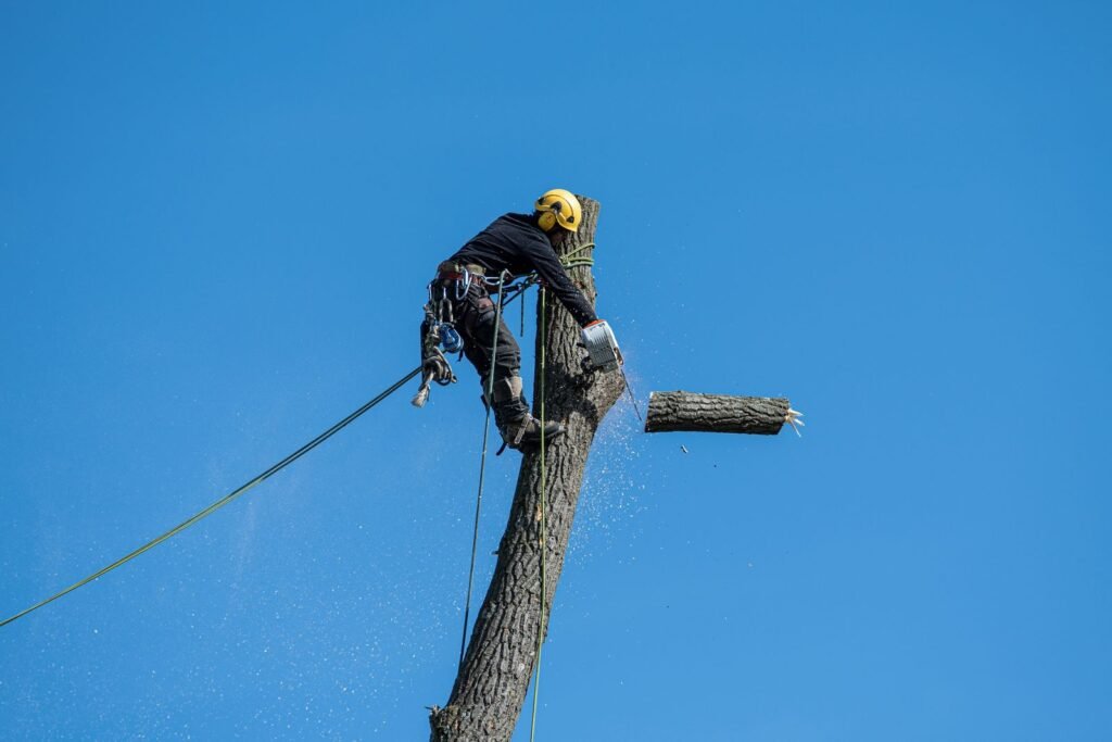 How Long Does Tree Removal Really Take in Rochester NY