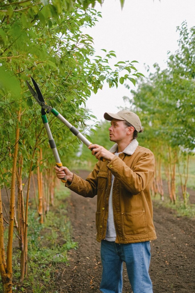 How Often Should You Really Trim Your Trees in Rochester NY