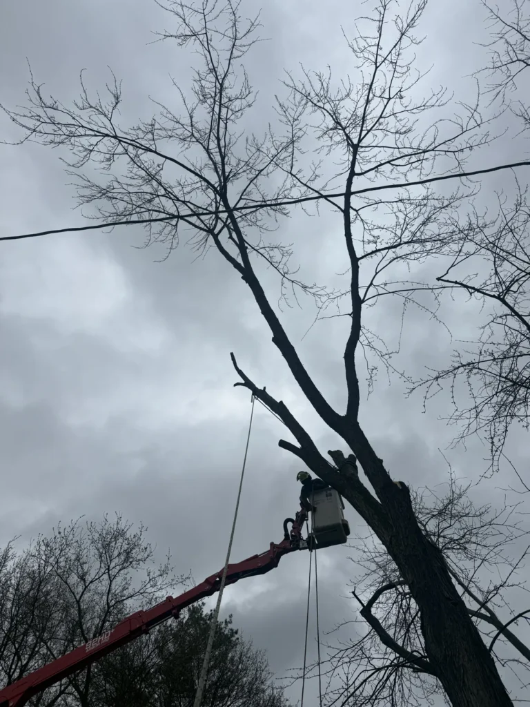 Tree care crew member in a lift bucket pruning high branches near power lines in Rochester NY