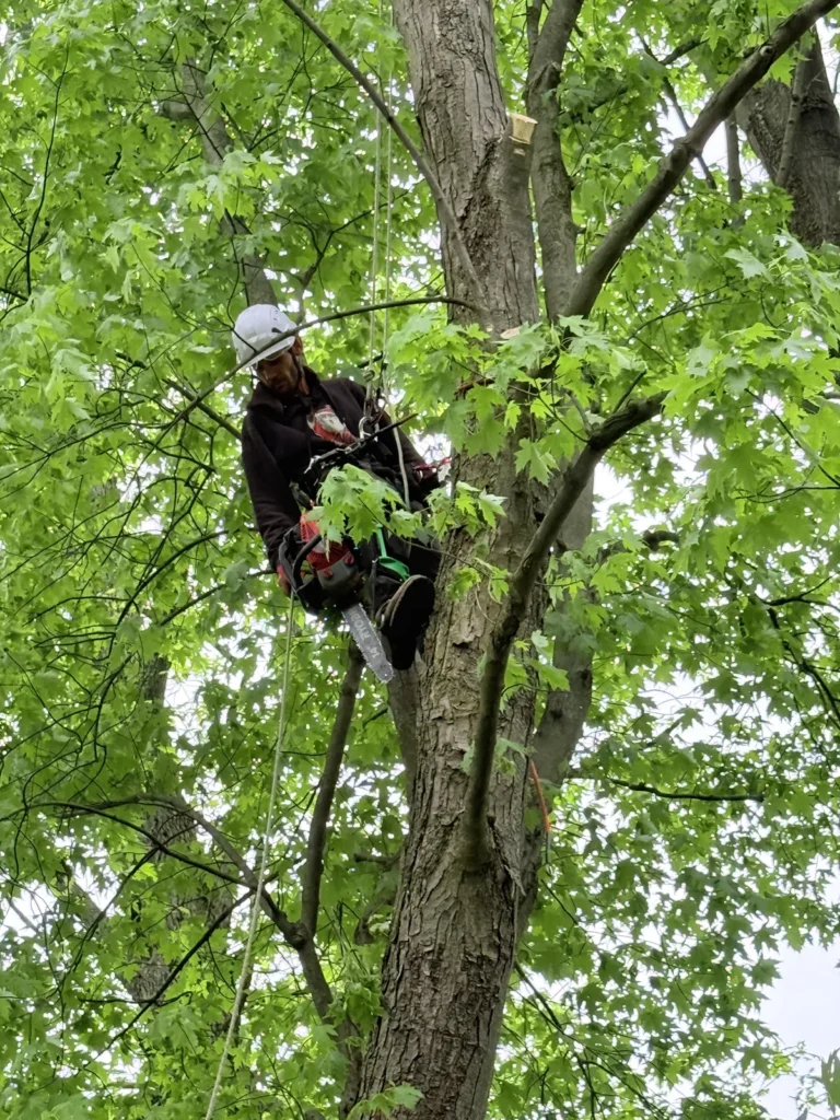 Tree climber with a chainsaw and climbing ropes pruning a large tree in Rochester NY