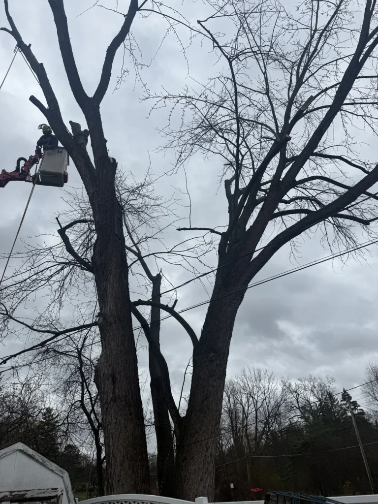 Crew member in a lift bucket working on a large multi trunk tree in Rochester NY