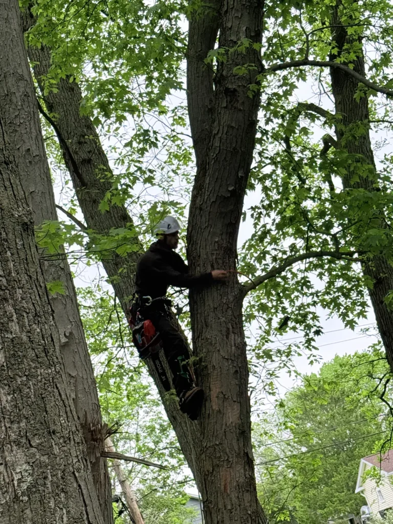 Tree climber in a climbing harness working in the canopy of a large tree in Rochester NY