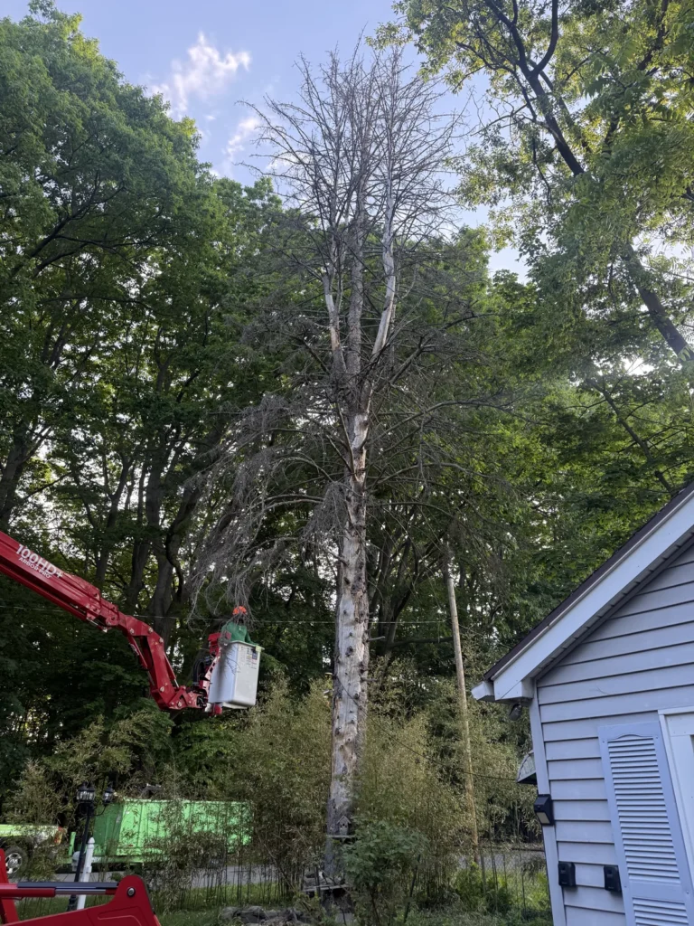 Spider lift positioned to remove a tall dead tree beside a home in Rochester NY