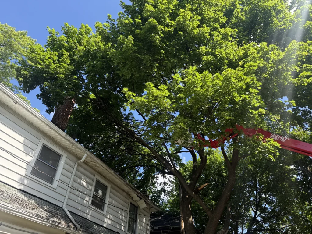 Large tree branches overhanging a house roof before trimming in Rochester NY