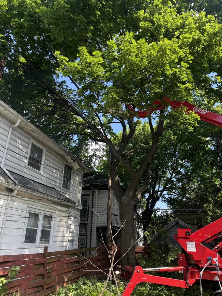 Spider lift boom reaching into a large tree overhanging a house in Rochester NY