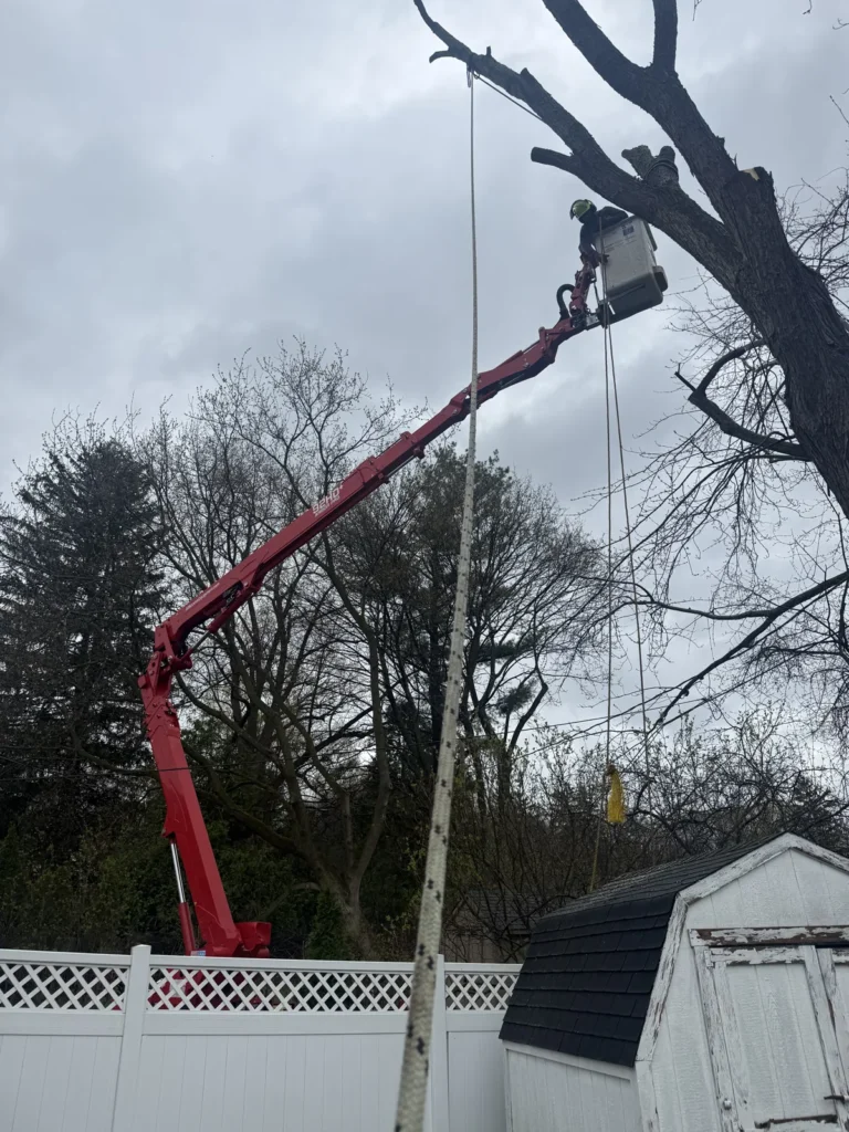 Crew member in a spider lift bucket trimming a large tree beside a backyard shed in Rochester NY