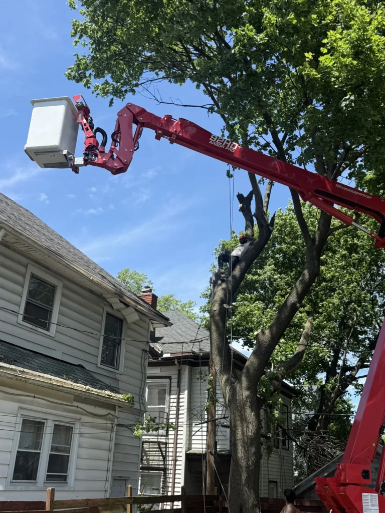 Tree climber on a large tree trunk next to a spider lift and neighboring houses in Rochester NY