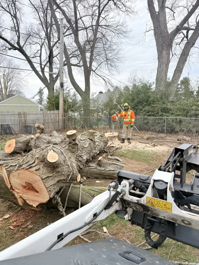 A One Tree Services crew member with a chainsaw beside a large felled tree trunk cut into sections during a tree removal in Rochester NY