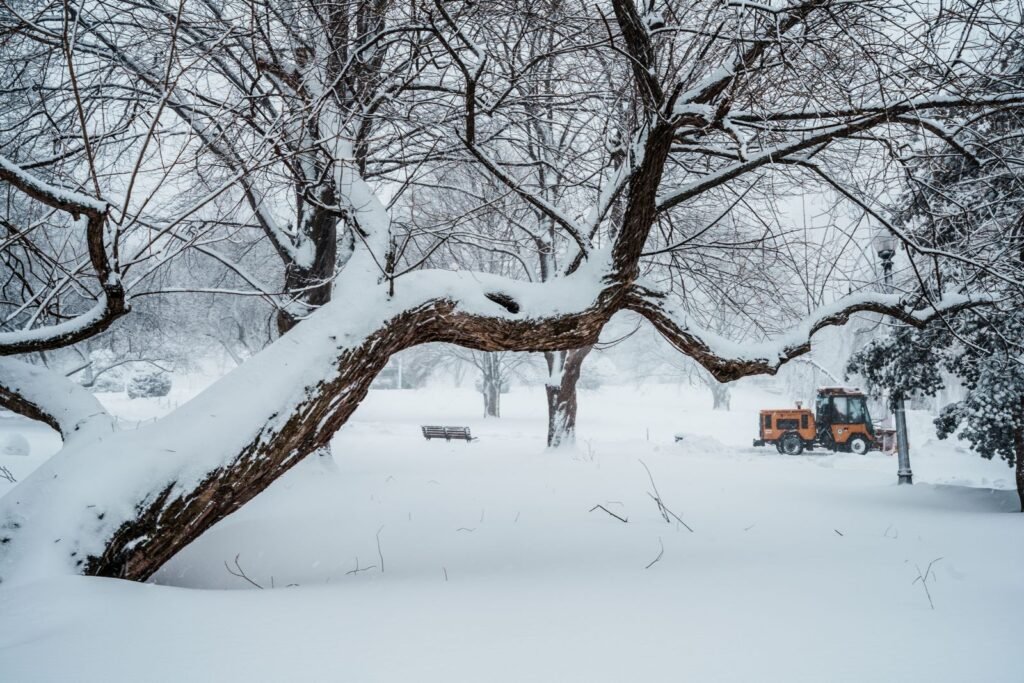 Is It Safe to Remove a Tree in Winter? Common Myths, Answered